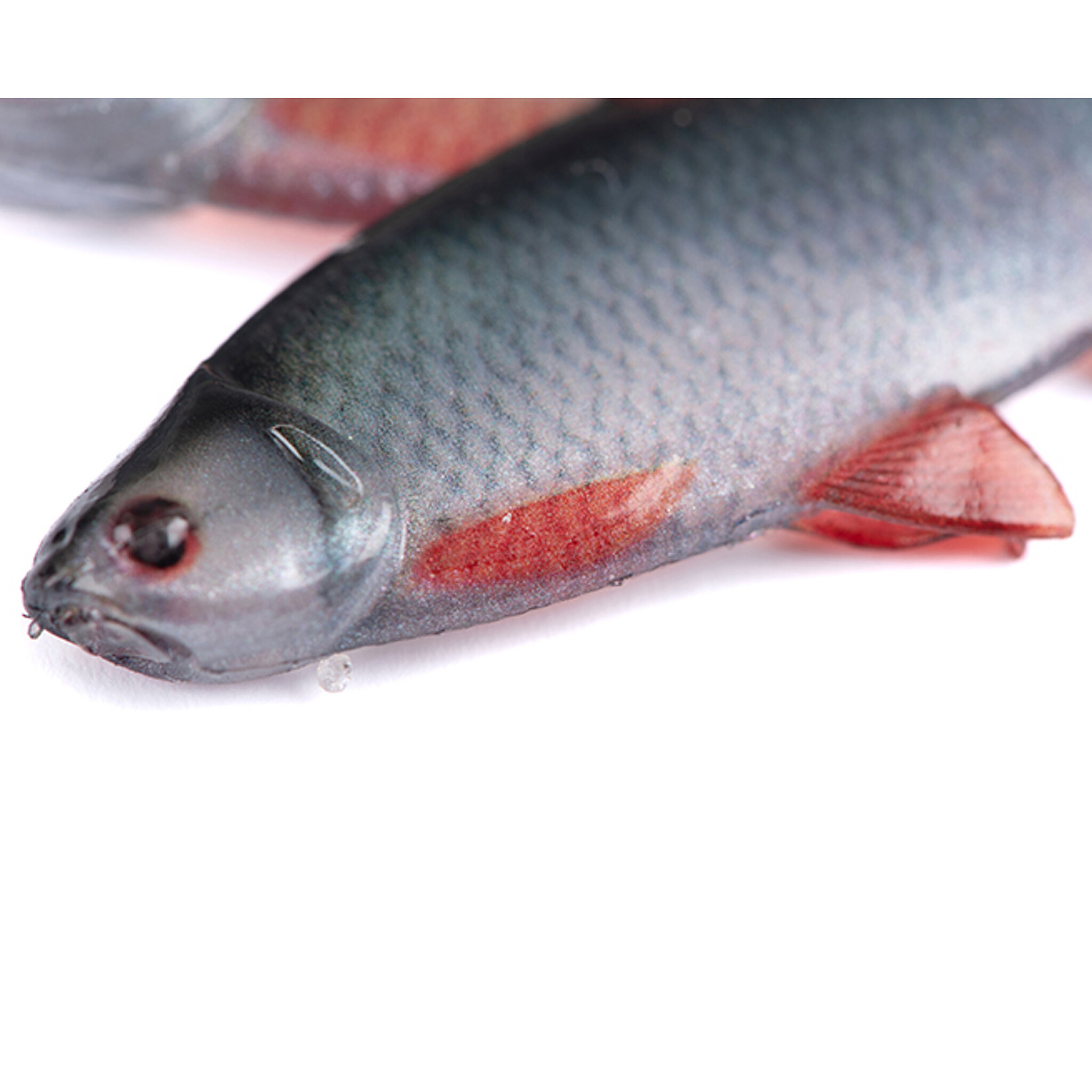 Ultra Natural Roach Fillet 6cm 4pcs - Afbeelding 3